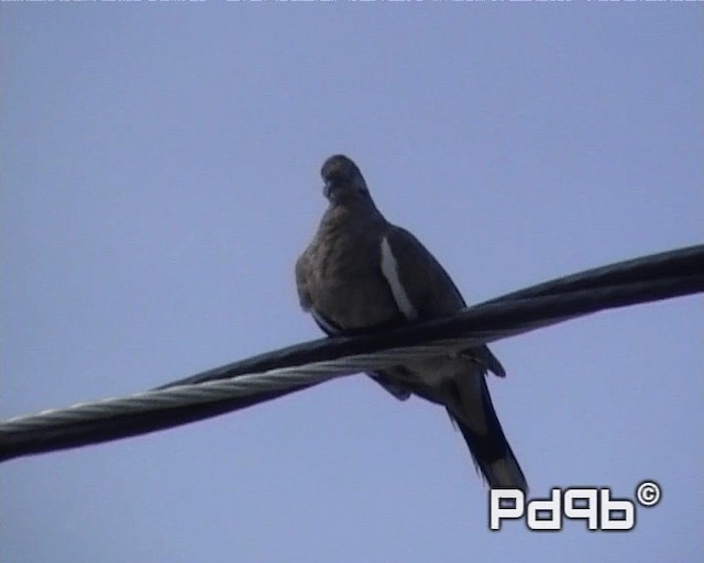 White-winged Dove - ML200965041