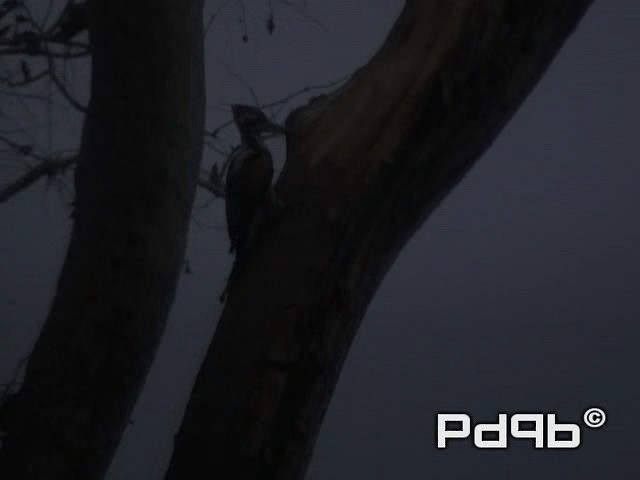 White-naped Woodpecker - ML200965271