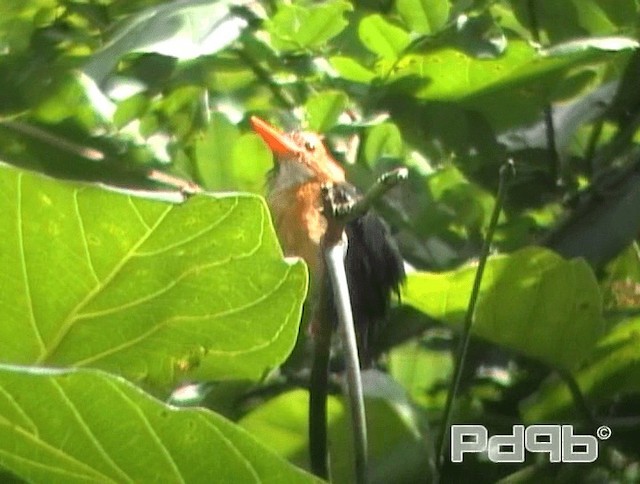 African Pygmy Kingfisher - ML200965451