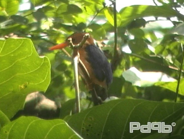 African Pygmy Kingfisher - ML200965461