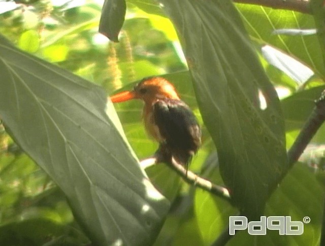 African Pygmy Kingfisher - ML200965471