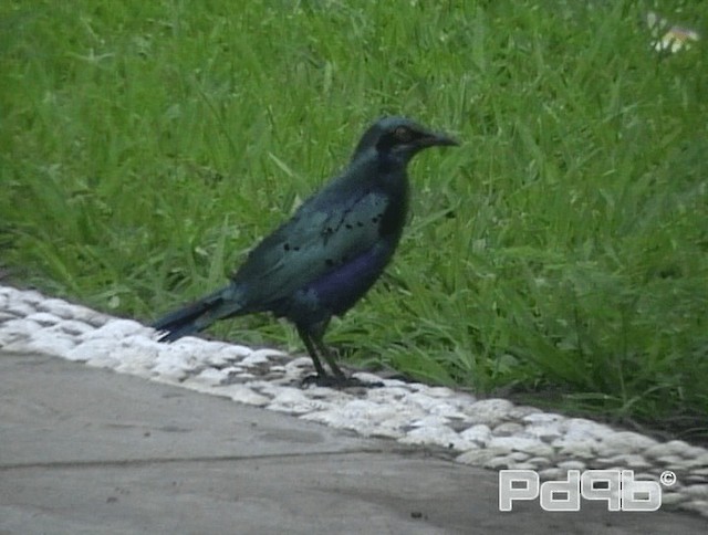 Greater Blue-eared Starling - ML200967931