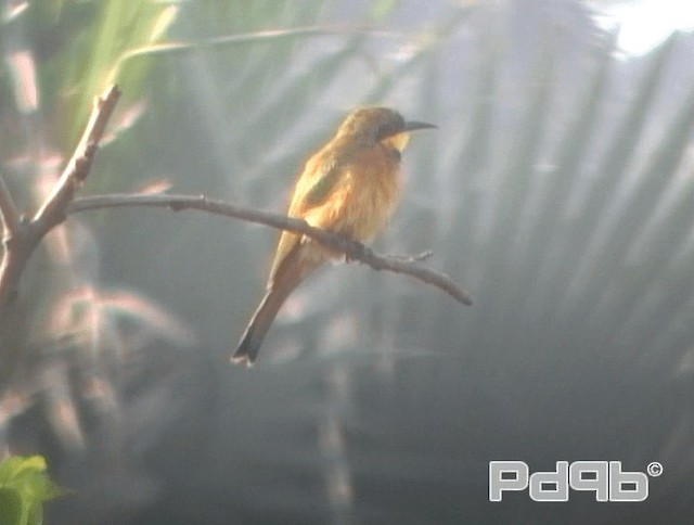 Little Bee-eater - ML200968031