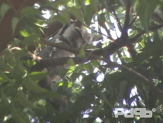 Northern White-faced Owl - ML200968111