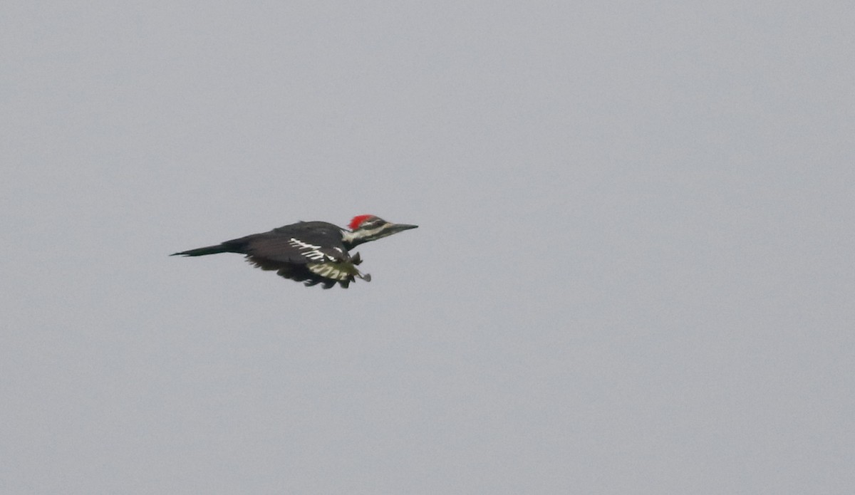 Pileated Woodpecker - ML20096971