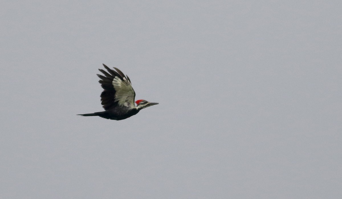 Pileated Woodpecker - ML20096981