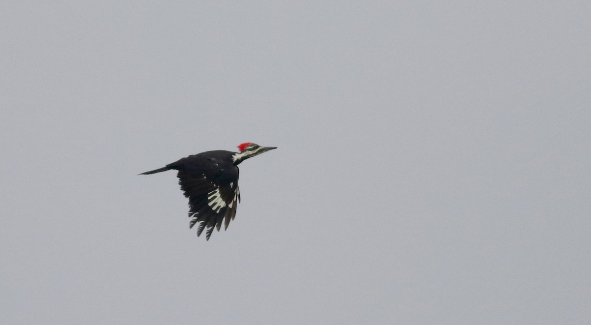 Pileated Woodpecker - ML20096991