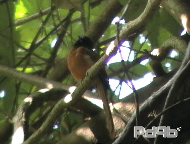 Black-headed Paradise-Flycatcher (Red-bellied) - ML200970401