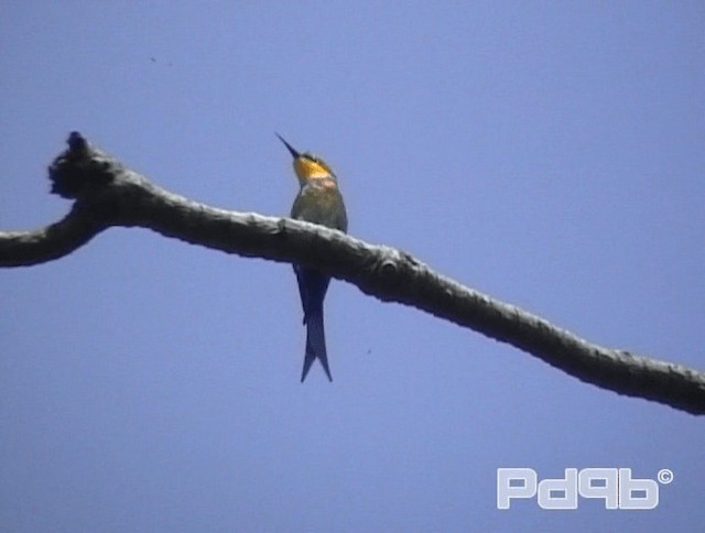 Swallow-tailed Bee-eater - ML200970531