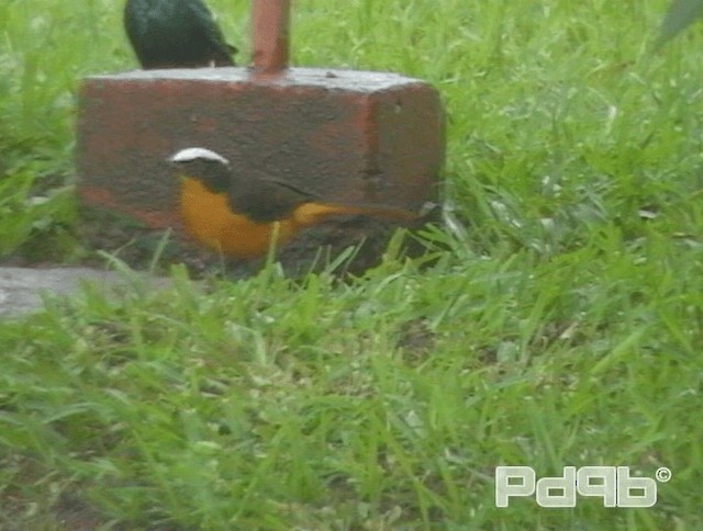 White-crowned Robin-Chat - ML200970581