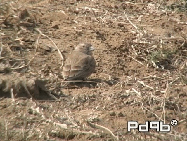 Ashy-crowned Sparrow-Lark - ML200970661