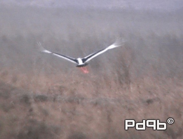 Black-necked Stork - ML200970891