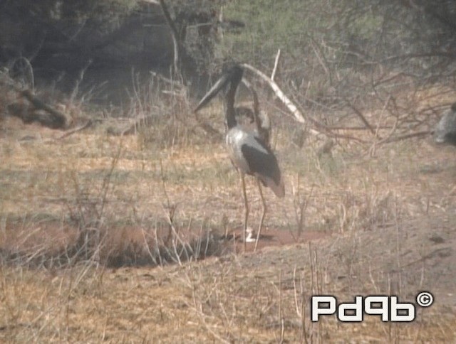 Black-necked Stork - ML200970901