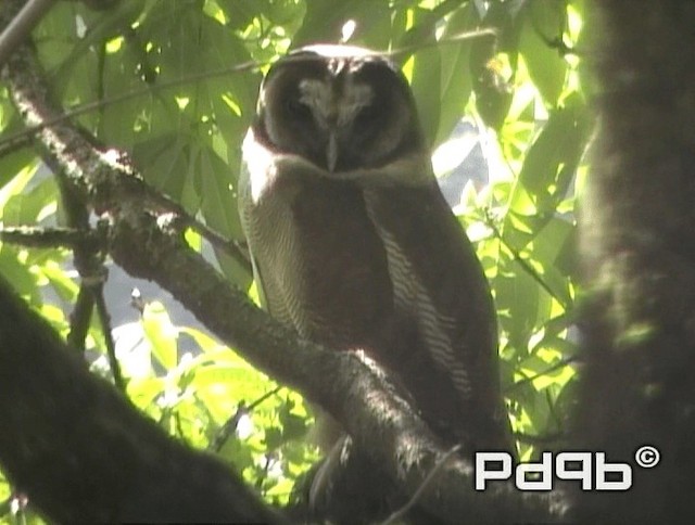Brown Wood-Owl (Brown) - ML200973101