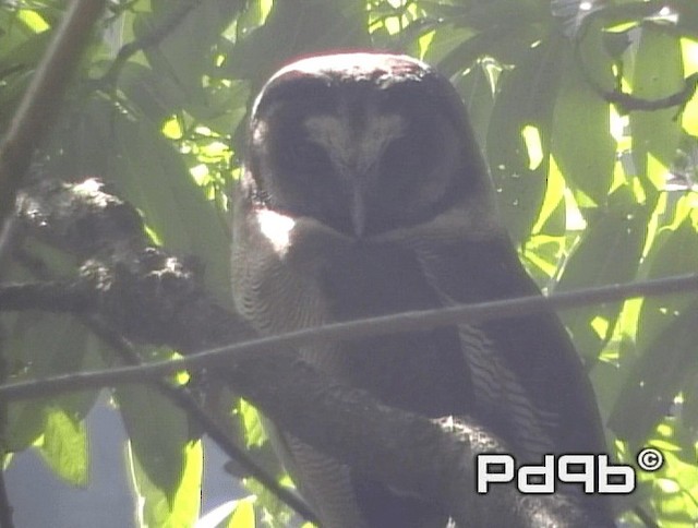 Brown Wood-Owl (Brown) - ML200973111
