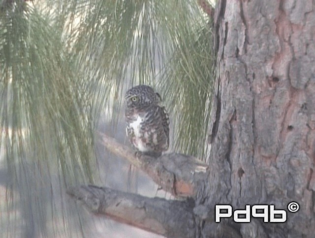 Collared Owlet - ML200973161