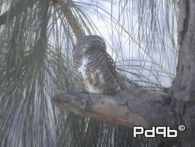 Collared Owlet - ML200973181