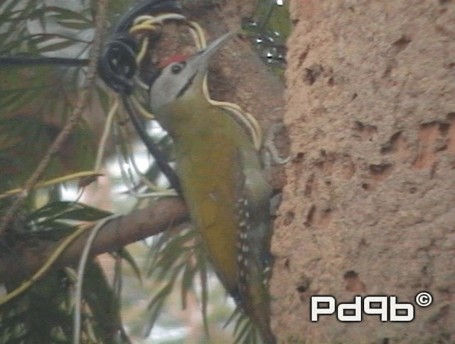 Gray-headed Woodpecker (Black-naped) - ML200973441