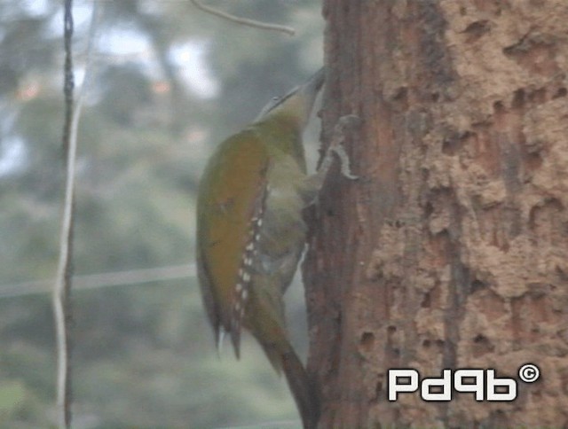 Gray-headed Woodpecker (Black-naped) - ML200973451