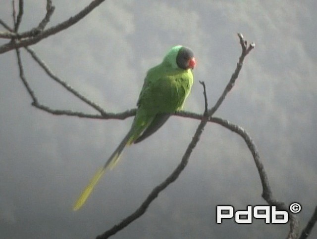 Himalaya Yeşil Papağanı - ML200973581