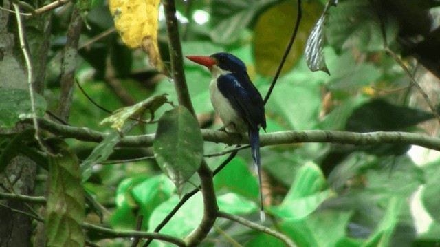 Common Paradise-Kingfisher - ML200975681