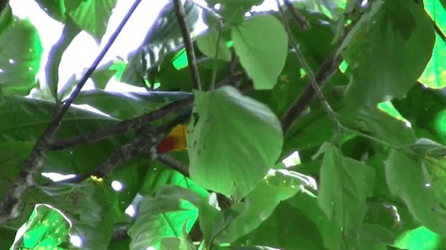 Чернозатылочный фруктовый голубь - ML200975761