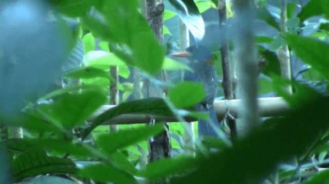 Синеголовый зимородок (monachus) - ML200975911