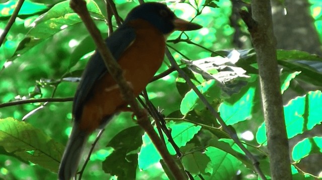 Green-backed Kingfisher (Blue-headed) - ML200975921