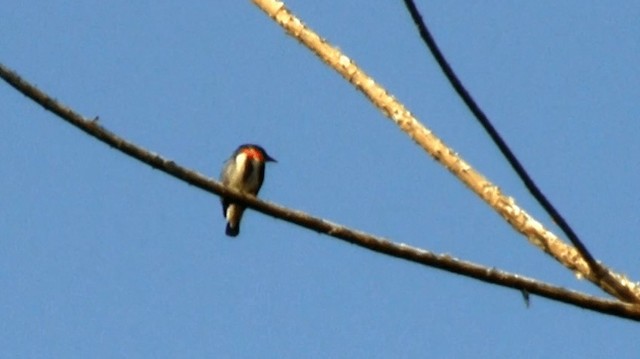 Gray-sided Flowerpecker (Gray-sided) - ML200975971