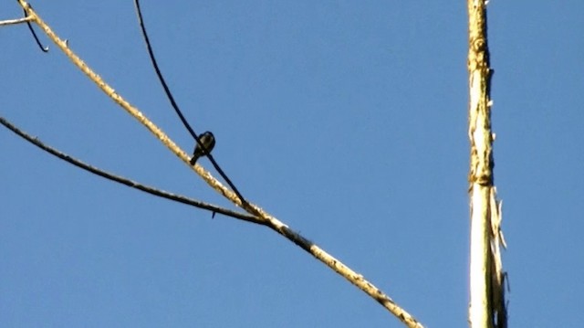 Gray-sided Flowerpecker (Gray-sided) - ML200975981