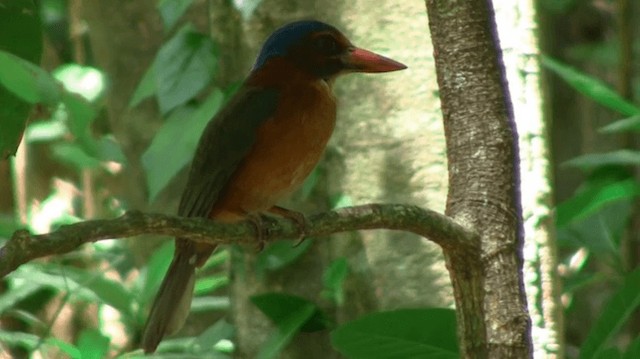 Green-backed Kingfisher (Blue-headed) - ML200975991