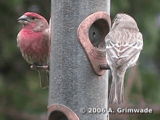 House Finch (Common) - ML200977721