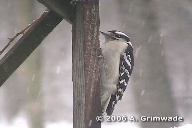 Downy Woodpecker (Eastern) - ML200977741