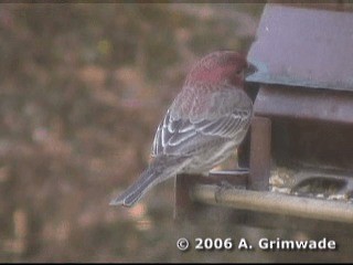 House Finch (Common) - ML200977761