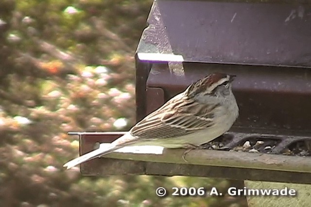 Chipping Sparrow - ML200977841