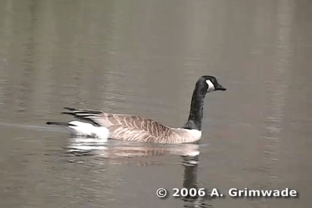 Canada Goose (canadensis Group) - ML200977911