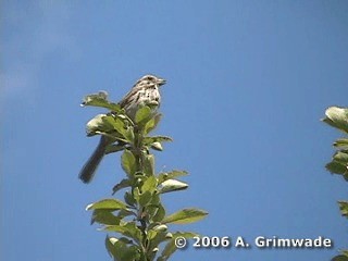 Song Sparrow (melodia/atlantica) - ML200978041