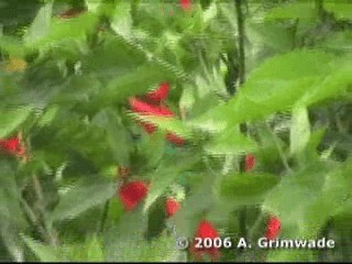 kolibřík purpurovohlavý - ML200978061