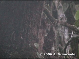 Rufescent Screech-Owl (Colombian) - ML200978081