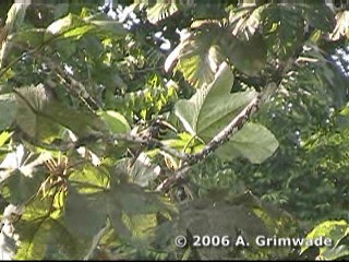Полосатый арасари - ML200978091