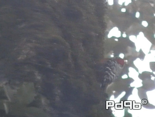 Rufous-bellied Woodpecker - ML200978331