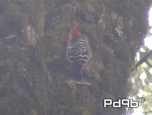 Rufous-bellied Woodpecker - ML200978341