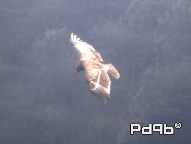 Águila Esteparia - ML200978451
