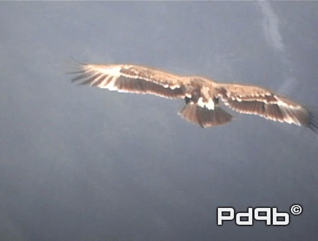 Águila Esteparia - ML200978461