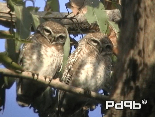 Spotted Owlet - ML200978491