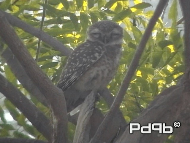 Spotted Owlet - ML200978501