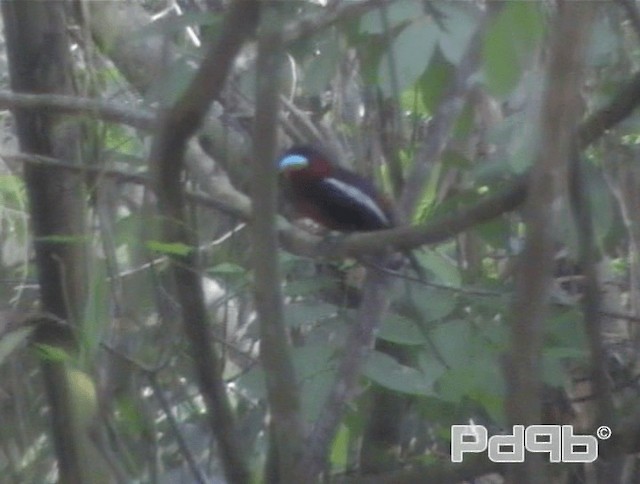 Black-and-red Broadbill (Black-and-red) - ML200978591