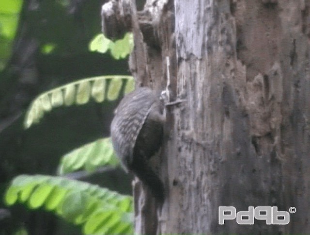 Buff-necked Woodpecker - ML200978791