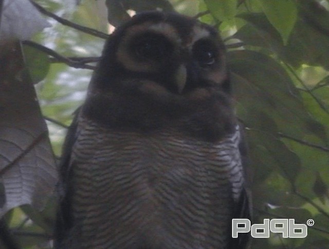 Brown Wood-Owl (Brown) - ML200978831