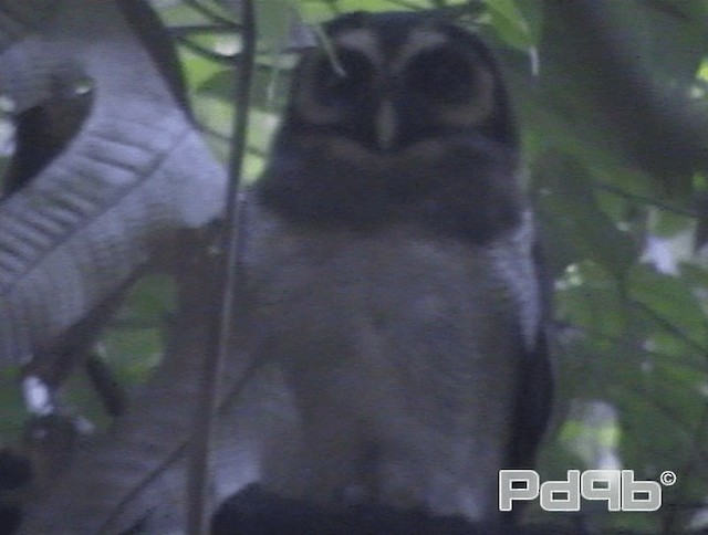Brown Wood-Owl (Brown) - ML200978841